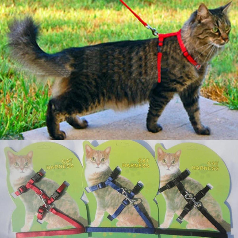 Cat Harness Offer